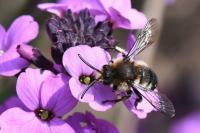 Melecta albifrons