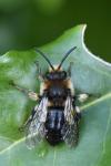 Melecta albifrons