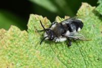 Melecta albifrons