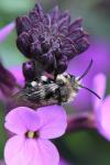 Melecta albifrons