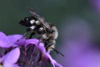 Melecta albifrons