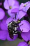 Melecta albifrons