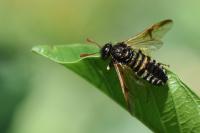 Abia sericea