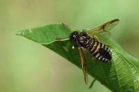 Abia sericea