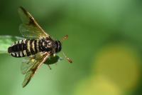 Abia sericea