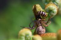Strongylogaster multifasciata