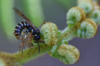 Strongylogaster multifasciata
