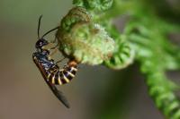 Strongylogaster multifasciata