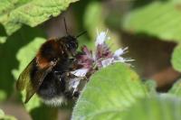 Bombus hypnorum