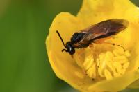 Athalia bicolor