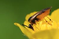 Athalia bicolor