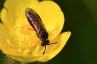 Athalia bicolor