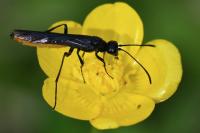 Calameuta pygmaea