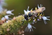 Philanthus triangulum