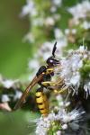 Philanthus triangulum