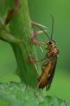 Tenthredopsis nassata