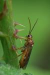 Tenthredopsis nassata