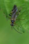Tenthredopsis nassata