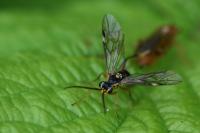 Tenthredopsis nassata