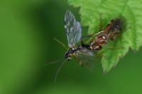 Tenthredopsis nassata
