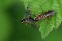 Tenthredopsis nassata