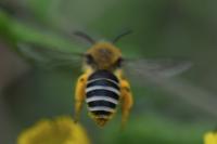 Colletes similis