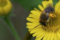 Colletes similis