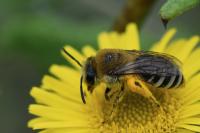 Colletes similis