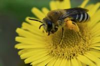 Colletes similis