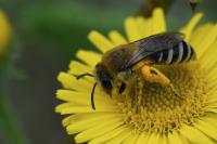 Colletes similis
