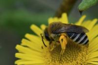 Colletes similis