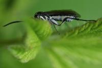 Pachyprotasis rapae