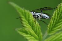 Pachyprotasis rapae