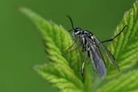 Pachyprotasis rapae