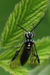 Pachyprotasis rapae