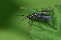 Pachyprotasis rapae