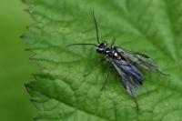Pachyprotasis rapae