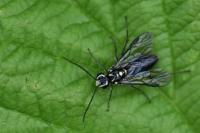 Pachyprotasis rapae