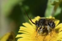 Tetralonia alticincta