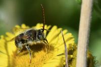 Tetralonia alticincta