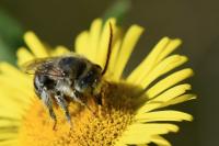 Tetralonia alticincta