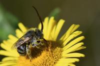 Tetralonia alticincta