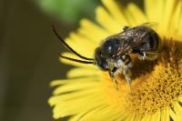 Tetralonia alticincta
