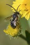 Tetralonia alticincta