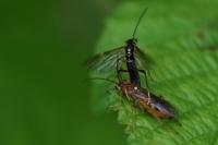 Tenthredopsis nassata