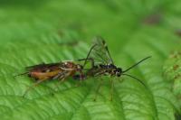 Tenthredopsis nassata