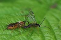 Tenthredopsis nassata