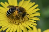 Colletes similis