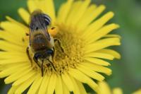 Colletes similis
