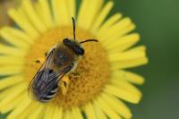Colletes similis